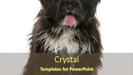  Presentation with puppy - Presentation theme featuring tibetan-terrier-puppy-5-months background and a tawny brown colored foreground