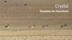  Presentation with ladakh - Beautiful slides featuring tibetan wild ass or kyang equus kiang on changthang plateau in ladakh india backdrop and a coral colored foreground