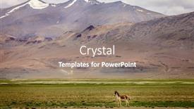  Presentation with ladakh - Slides consisting of tibetan wild ass or kyang on changthang plateau in ladakh india background and a gray colored foreground