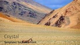  Presentation with ladakh - Amazing theme having tibetan wild ass or kyang on changthang plateau in ladakh india backdrop and a coral colored foreground
