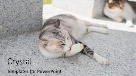  Presentation with wash - Presentation consisting of tiching - little cat itch and wash background and a light gray colored foreground