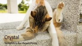  Presentation with wash - Cool new PPT theme with tiching - little cat itch and wash backdrop and a coral colored foreground