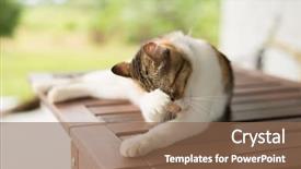  Presentation with wash - Amazing presentation design having tiching - little cat itch and wash backdrop and a violet colored foreground