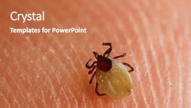  Presentation with skin - Theme consisting of tick crawling on human skin background and a  colored foreground