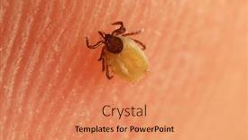  Presentation with skin - PPT layouts having tick-crawling-on-human-skin background and a coral colored foreground