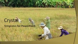  Presentation with lottery ticket - Amazing PPT theme having small daisy flower on green rural meadow with shallow focus for natural spring background note shallow depth of field backdrop and a tawny brown colored foreground