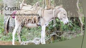  Presentation with pin tail on donkey - Presentation theme with tie up - saddled-up donkey standing quietly background and a soft green colored foreground