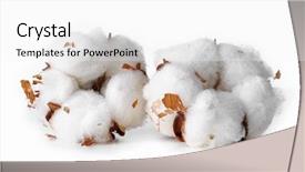  Presentation with white flowers - Cool new theme with tige - cotton flowers isolated on white backdrop and a white colored foreground