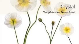  Presentation with alpine - PPT theme enhanced with tige - white alpine poppy papaver alpinum background and a lemonade colored foreground