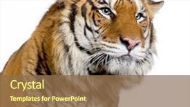  Presentation with tiger orchid close up petal - Beautiful presentation featuring close-up on a tiger' backdrop and a tawny brown colored foreground