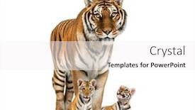  Presentation with tiger - Presentation theme enhanced with tiger-and-her-cubs-standing background and a white colored foreground