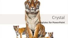  Presentation with tiger - Audience pleasing PPT theme consisting of tiger-and-his-cubs-isolated backdrop and a coral colored foreground