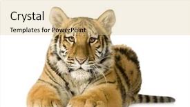  Presentation with siberian tiger taken - Slide set enhanced with tiger cub 5 months background and a lemonade colored foreground