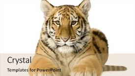  Presentation with tiger - Presentation theme consisting of tiger cub 5 months background and a coral colored foreground