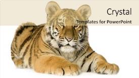  Presentation with tiger - Theme featuring tiger cub 5 months background and a lemonade colored foreground