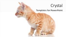  Presentation with cat - PPT layouts enhanced with tiger cubs - beautiful small red cat isolated background and a white colored foreground