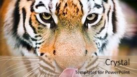  Presentation with tiger - Slide deck enhanced with tiger face looking background and a coral colored foreground