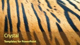  Presentation with tiger - Beautiful PPT theme featuring tiger fur texture backdrop and a tawny brown colored foreground