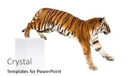  Presentation with tiger - Presentation design having tiger-getting-down-a-white background and a white colored foreground