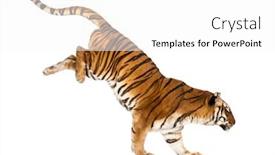  Presentation with tiger - Colorful presentation theme enhanced with tiger-getting-down-a-white backdrop and a white colored foreground