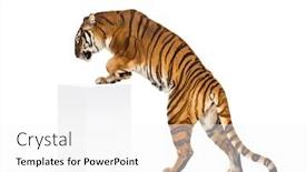 Presentation with tiger - Presentation design with tiger-getting-up-a-white background and a white colored foreground