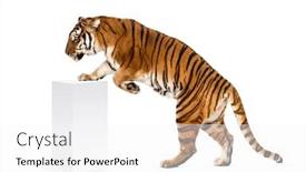  Presentation with tiger - Audience pleasing presentation design consisting of tiger-getting-up-a-white backdrop and a white colored foreground