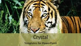  Presentation with adaptation of animals - Presentation theme enhanced with tiger hunting - scene of animals background and a yellow colored foreground