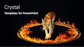  Presentation with flames - PPT theme featuring tiger in a ccircle of fire blazing flames over black background background and a black colored foreground