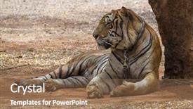  Presentation with tiger - Beautiful presentation featuring tiger in the tiger temple backdrop and a violet colored foreground