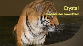  Presentation with tiger - Theme with tiger in the water background and a tawny brown colored foreground