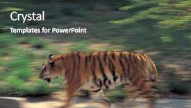  Presentation with underwater wild nature sea life - Presentation theme with tiger in the wild life background and a dark gray colored foreground