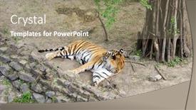  Presentation with zoo - Presentation theme enhanced with tiger in the zoo background and a coral colored foreground