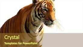  Presentation with tiger - PPT layouts featuring tiger isolated on white background background and a  colored foreground