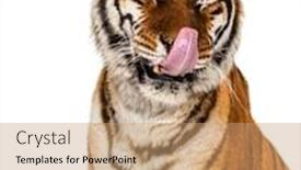  Presentation with tiger - Cool new theme with tiger-licking-itself-and-looking backdrop and a coral colored foreground