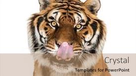  Presentation with tiger - Audience pleasing presentation design consisting of tiger-licking-itself-and-looking backdrop and a coral colored foreground