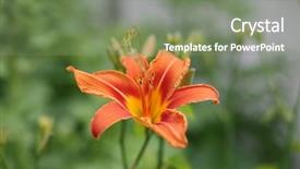  Presentation with tiger - Slide set consisting of tiger lilly in a garden background and a gray colored foreground