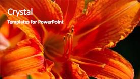  Presentation with tiger - Presentation theme with tiger-lilly-liliaceae-lilium-bulbiferum background and a crimson colored foreground