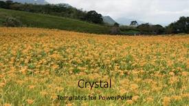  Presentation with lily flower - Presentation theme having tiger lily daylily flower background and a gold colored foreground