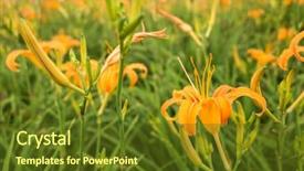  Presentation with lily flower - Amazing PPT layouts having tiger lily daylily flower backdrop and a tawny brown colored foreground