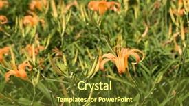  Presentation with lily flower - Slides featuring tiger lily daylily flower background and a tawny brown colored foreground