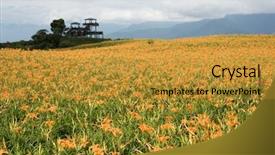  Presentation with lily flower - Colorful PPT layouts enhanced with tiger lily daylily flower backdrop and a gold colored foreground