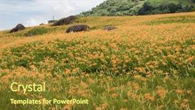  Presentation with lily flower - Theme having tiger lily daylily flower background and a tawny brown colored foreground