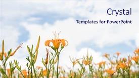  Presentation with lily flower - PPT layouts having tiger lily daylily flower background and a sky blue colored foreground