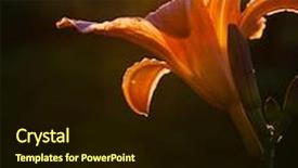  Presentation with lily - Cool new slides with tiger lily in the garden backdrop and a wine colored foreground