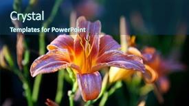  Presentation with lily - Audience pleasing theme consisting of tiger-lily-in-the-garden backdrop and a ocean colored foreground