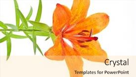  Presentation with lily - Cool new slides with tiger lily backdrop and a blonde colored foreground