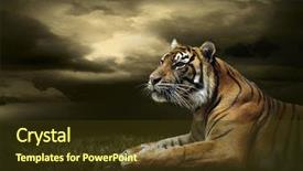  Presentation with tiger - PPT layouts enhanced with tiger looking and sitting background and a tawny brown colored foreground
