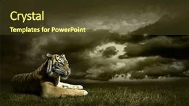  Presentation with tiger - Presentation theme having tiger looking and sitting background and a tawny brown colored foreground
