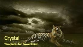  Presentation with tiger - Theme featuring tiger looking and sitting background and a tawny brown colored foreground