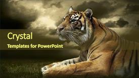  Presentation with hunting - Presentation design featuring tiger looking and sitting background and a tawny brown colored foreground